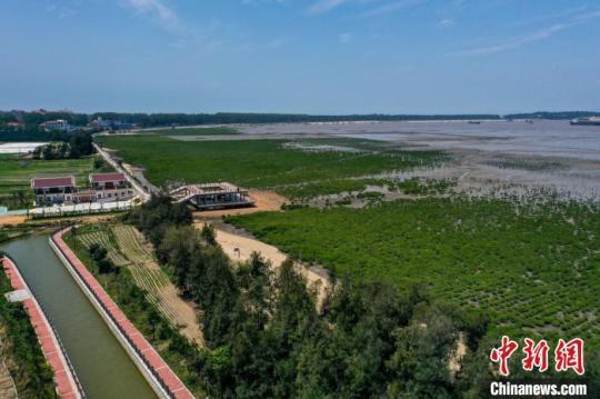 湄洲島植被從38%增加到58%?！×执菏?攝
