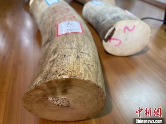 南京海關(guān)移交一批罰沒瀕危野生動(dòng)植物及其制品