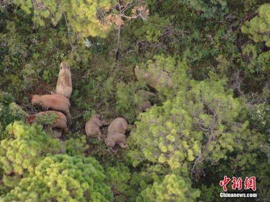 資料圖：林地中的象群。 云南省森林消防總隊 供圖