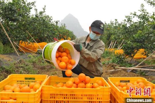 圖為農(nóng)民正從田中收獲沃柑。　廣西金光農(nóng)場供圖