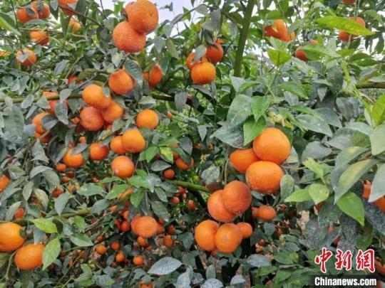 廣西武鳴沃柑遠銷海外產(chǎn)量占全國五分之一