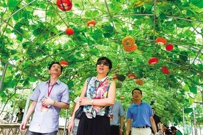 圖為考察團在蒼南參觀天福臺灣農業(yè)示范園