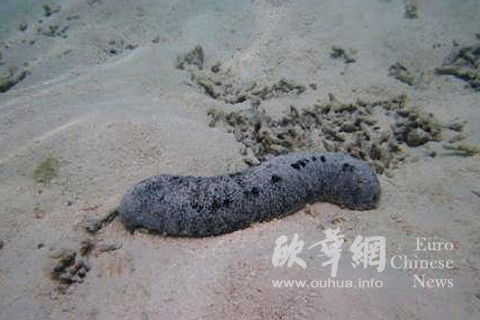 中國(guó)僑網(wǎng)(西班牙歐華網(wǎng))