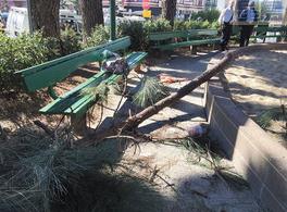 舊金山華盛頓廣場公園的大樹干倒下砸中華裔婦人。(圖片來源:美國《星島日?qǐng)?bào)》)