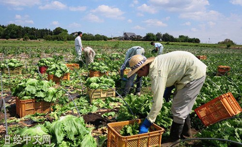 在日本農(nóng)地里勞動的外國技能實習(xí)生。(日經(jīng)中文網(wǎng))