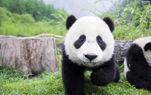 中國(guó)僑網(wǎng)(日本新聞網(wǎng)圖片)