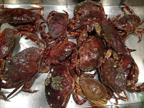 中國(guó)僑網(wǎng)舊金山碼頭抓到Red Rock Crab。(美國(guó)《世界日?qǐng)?bào)》/李晗 攝)