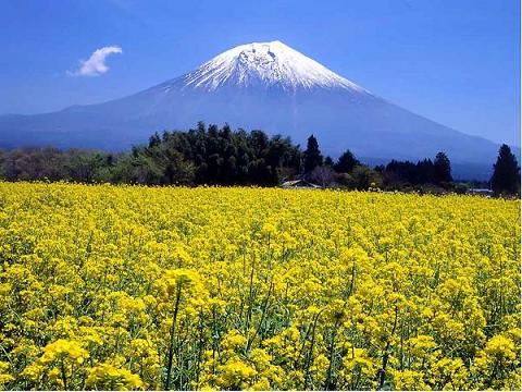 (來源:日本新華僑報)