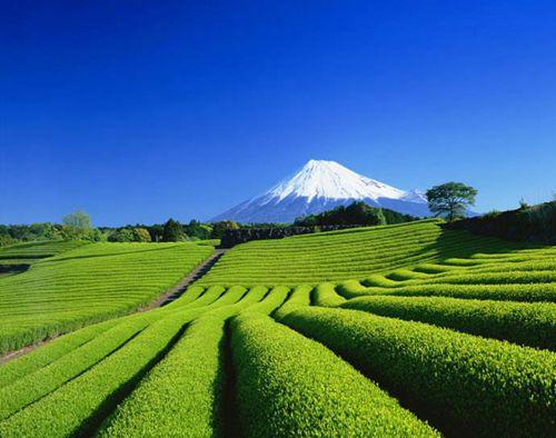 中國(guó)僑網(wǎng)靜岡縣 (日本新華僑報(bào)網(wǎng))