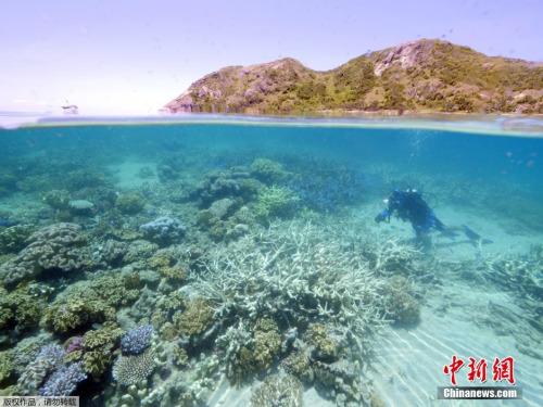 中國僑網(wǎng)資料圖:澳大利亞大堡礁。