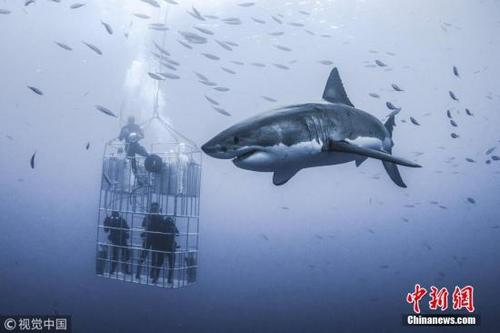中國僑網(wǎng)資料圖:鯊魚。 圖片來源:視覺中國