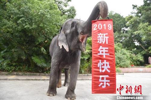 中國僑網(wǎng)憨態(tài)可掬的大象舉起“2019新年快樂”喜慶條幅 李木生 攝