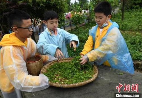 中國(guó)僑網(wǎng)圖為兩岸青少年重慶感受中國(guó)茶文化。周毅 攝