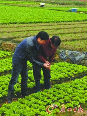 陳堅(jiān)勝(左)學(xué)的是工商管理,但現(xiàn)在他已是半個(gè)“農(nóng)業(yè)專家”了。