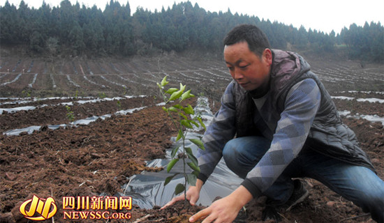 文含君正在地里栽培果樹(shù)苗