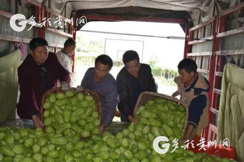 中國僑網(wǎng)李裕榮(右二)在好花紅鎮(zhèn)弄苑村幫助村民收購佛手瓜