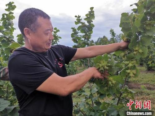 中國(guó)僑網(wǎng)顆粒飽滿的大榛子掛滿樹(shù)枝。 姜輝 攝