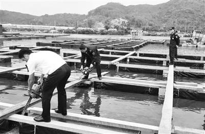 中國僑網(wǎng)執(zhí)法隊伍及時對這些違規(guī)搶建的漁排點進行切斷拆除。