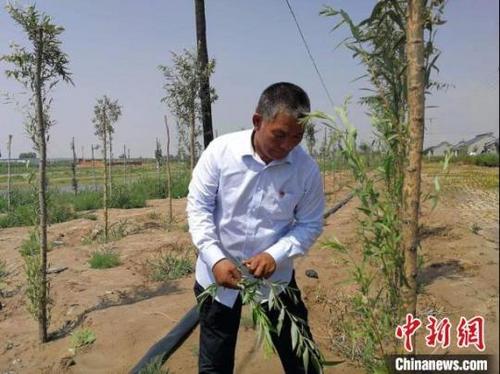 中國(guó)僑網(wǎng)圖為高毛虎。受訪者供圖