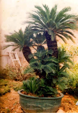 z7.jpg