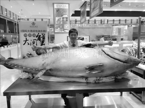 溫州現(xiàn)715斤巨型金槍魚