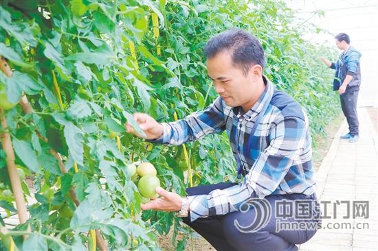 中國(guó)僑網(wǎng)吳宜翰查看航天品種的生長(zhǎng)情況。