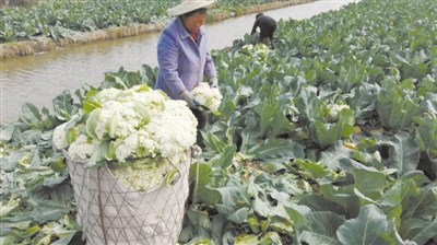 中國僑網(wǎng)瑞安上望街道的花菜田。吳小雄 攝