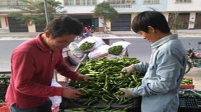 中國僑網(wǎng)農(nóng)戶在收購點交易辣椒。