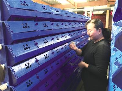中國僑網(wǎng)