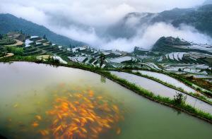 中國(guó)僑網(wǎng)小舟山鄉(xiāng)稻魚(yú)示范基地