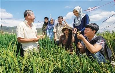 中國僑網(wǎng)迪威(右一)等6名印尼大學(xué)生在三亞學(xué)習(xí)雜交水稻栽培技術(shù)。 海南日報記者 武威 攝
