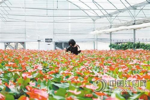 中國僑網(wǎng)入駐江門市現(xiàn)代農(nóng)業(yè)綜合示范基地內(nèi)的花卉種植企業(yè)。