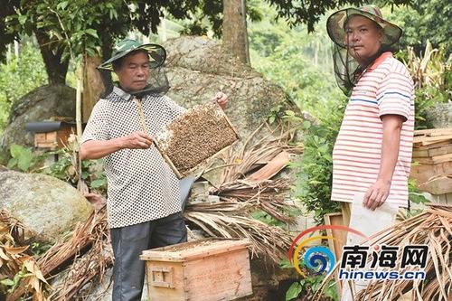 中國僑網(wǎng)北大村村民在打理蜂蜜。通訊員 陳王麗 攝