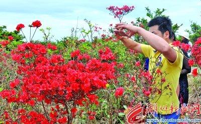 中國僑網(wǎng)