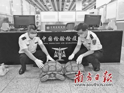 中國僑網