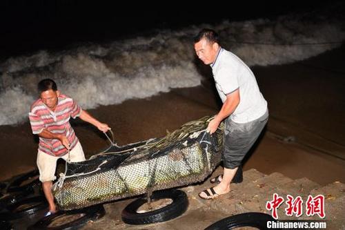 中國僑網(wǎng)深圳南澳漁民應戰(zhàn)臺風“苗柏”來襲 陳文 攝