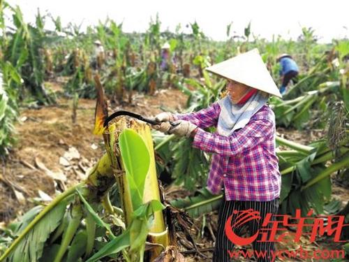 中國僑網(wǎng)中秋之日,金羊網(wǎng)記者在災情嚴重的臺山海宴鎮(zhèn)洪發(fā)村看到農(nóng)人揮鐮勞作的不屈身影