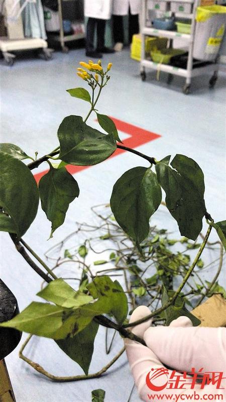 中國僑網(wǎng)該男子網(wǎng)購還未煲完的中藥材