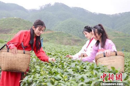 中國(guó)僑網(wǎng)粵僑鄉(xiāng)舉行春茶開(kāi)采儀式 譚家富 攝