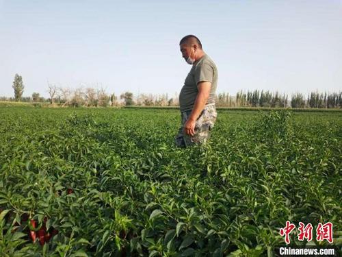 中國(guó)僑網(wǎng)種植戶燕子勝查看色素辣椒長(zhǎng)勢(shì)。 崔鵬 攝