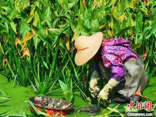 中國(guó)僑網(wǎng)農(nóng)戶(hù)在水田中采收茨菇 李曉春 攝