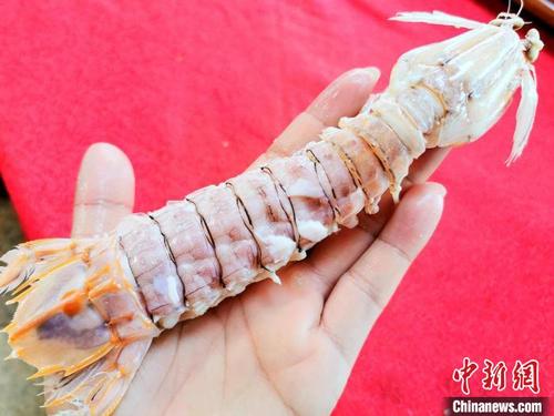 中國僑網剝開殼呈現(xiàn)出肥美的肉質 李曉春 攝