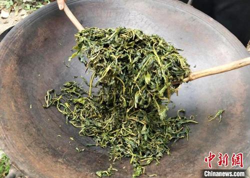 中國僑網(wǎng)廣州增城毛茶制作。 廣州市增城區(qū)委宣傳部 供圖