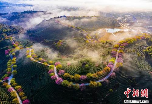 中國(guó)僑網(wǎng)龍巖茶園風(fēng)光 龍巖市文化和旅游局 供圖