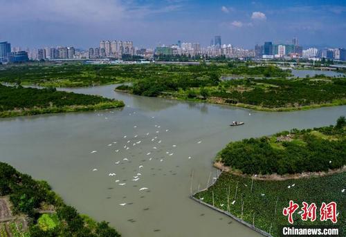 中國僑網溫州生態(tài)園三垟濕地與鳥群 劉吉利供圖