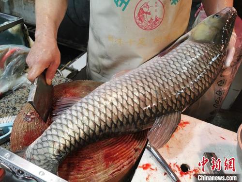 南海伏季休漁期間廣東臺(tái)山淡水魚爭(zhēng)“鮮”上桌