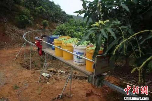 中國僑網(wǎng)圖為果農(nóng)正在利用軌道運輸運送芒果 韋蓮香 攝