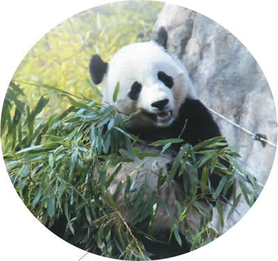中國僑網(wǎng)大熊貓“寶寶”在美國華盛頓國家動(dòng)物園內(nèi)吃竹子。(本報(bào)記者 高石 攝)