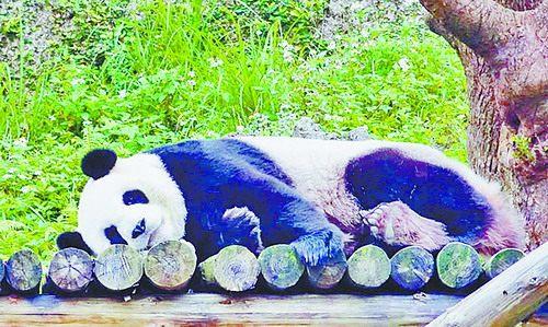中國僑網(wǎng)