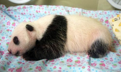 中國僑網圖片來源:當地動物園